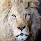 El animalito acaba de ser padre de trillizos