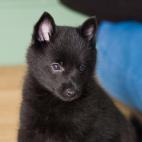 Esta raza guarda cualquier posesi&oacute;n de sus due&ntilde;os. Les encanta aprender, especialmente si se le ofrecen premios.