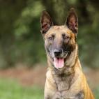 Son imprescindibles para la polic&iacute;a en el norte de Reino Unido. Los entrenan para dar cabezazos a los delincuentes y someterlos.