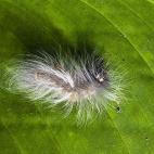 5c8ab5502500005806819800