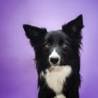 En un principio fueron criados para ser perros pastores. Son una de las pocas razas que pueden ayudar a rescatar a una persona de un pozo.