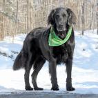 Es un compa&ntilde;ero leal y su pasado est&aacute; ligado al perro de caza, por lo que es muy en&eacute;rgico y un compa&ntilde;ero estupendo para hacer ejercicio. Destacan en las competiciones por su agilidad, capacidad de rastreo y obediencia.