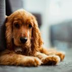 Son compa&ntilde;eros perfectos para ni&ntilde;os con necesidades especiales.