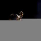 5c8ab1862000009e046f916a