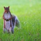 Hyde Park es el parque más grande de Londres y es famoso por sus amistosas ardillas y por albergar conciertos de artistas como The Rolling Stones o Bon Jovi. Además, es súper bonito. Ver más fotos de Hyde Park.