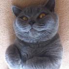 [sigue frotándose las garras juntas, frío y calculador]