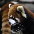 (c) Ekaterina Grigoryeva, Rusia Categoría abierta del Concurso Mundial de Fotografía de Sony 2015 (2015 Sony World Photography Awards)