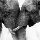 (c) Seyms Brugger, Sudáfrica Categoría abierta del Concurso Mundial de Fotografía de Sony 2015 (2015 Sony World Photography Awards)