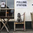 Un perro aguarda a su dueño a las puertas de un colegio electoral montado en Anglesea Arms, en el centro de Londres.