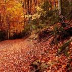 La Sierra de Cadí forma parte Parque Natural del Cadí-Moixeró, en la zona del prepirineo. Poblada de pinos rojos, negros, robles, abetos y hayas, su espectacularidad se agudiza en otoño, cuando las hojas de casi todos los árboles se vuelven...