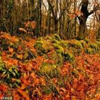 La Chorrera es una ruta de dificultad media que recorre parte del Valle de Ambroz y que llega hasta una cascada de unos 30 metros. "Una caminata con un recorrido precioso y renovador. Sin duda el llegar a La Chorrera fue una sorpresa. Es una ca...