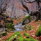 Este precioso bosque tiene uno de los caminos más recomendados para senderistas. Dentro encontramos hayas de hasta 500 años de antigüedad, posiblemente las más viejas de toda la península. "Recomiendo a cualquier amante de la naturaleza v...