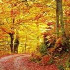 "El Otoño es una de las mejores épocas para adentrarse en el Parque Natural de Redes y disfrutar de la naturaleza en su sentido más amplio. Los bosques empiezan a coger esos colores otoñales, como si de una paleta de pintor se tratase". Víc...