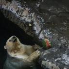 Un oso polar se refresca en el parque de Hangzhou comiendo sandía, en China.