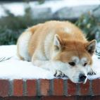 Parker en 'Siempre a tu lado (Hachiko)'