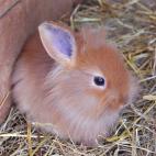 Pasto de conejos y cobayas