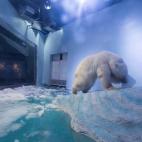 Un oso polar que vive expuesto en el centro comercial de Grandview, China. 'Animals Asia' ha creado una petición para cerrar el acuario.