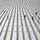 Un grupo de personas siembran semillas de algodón a lo largo de los campos de Korla, China.
