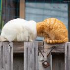 Ganadora: 'Boom Boom', de Kenichi Morinaga (Japón)