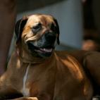 Picnic en la Sydney Universtiy. Esta es Abby, perra del ex primer ministro australiano, Kevin Rudd. (Kevin Rudd MP and Twinings Unite to Support Aussie Animals)