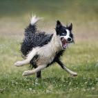 Ganadora de Perros - 'Nilo's love for water', de José Bayón (España)