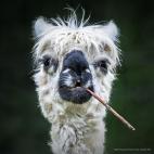 Ganadora de Todas las otras criaturas- 'Smokin' Alpaca', de Stefan Brusius (Alemania)