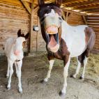 Ganadora de la categoría Caballos - 'Happy Horses', de Radim Filipek
