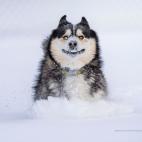 Ganadora de la categoría People's Choice - 'Dashing through the snow', de Marko Jovanovic (EEUU)