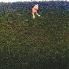 Ganadora de la categoría Junior: 'Jack the cat stuck in the hedge', Freya Sharpe (EEUU), 9 años