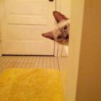 "¿Escuché que abriste una lata? ¿Es atún? Sí lo escuché, ¿verdad? Dime que es atún".