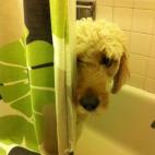 "¡OYE, un poco de privacidad!"