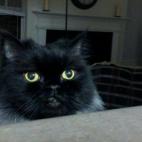 "WOW, esos brownies sí que eran especiales".