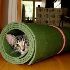 "A que yo uso más este tapete de yoga que tú, FLOJO."