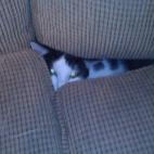 "¡Encontré el control remoto!"