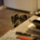 "¿A qué huele? ¡¿ES TOCINO?!"