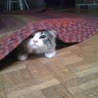 "¿Cuándo fue la última vez que pasaste la aspiradora, cochino?"