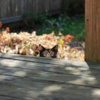 "Te estoy juzgando. Desde lejitos".