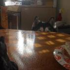 "Ese hot dog será MÍO".