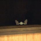 "Estoy planeando tu destrucción".