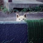 "Tsss... otra vez no has cortado tu césped, vecino".