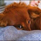 "Sí, sé lo que acabas de hacer. Cochinote".