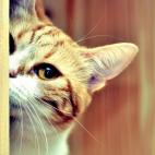 "Compórtate. Te estoy viendo".