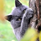 "Mira, mi imitación de un koala".