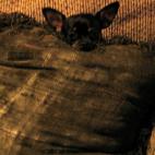 "Mi camuflaje está completo".