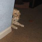 "Como que huele raro esta pared..."