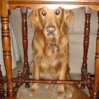 "No me mires. Soy parte de la decoración. Yo no hice nada".