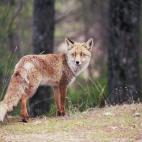 Andalucía está repleto de espectaculares espacios naturales en los que, de una vez por todas, podrás respirar aire puro. Uno de esos rincones es el Parque Natural de las Sierras de Cazorla, Segura y Las Villas, un gran bosque entre montañas ...