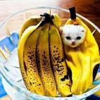 Es un plátano minino.