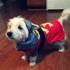 Amamos este perro con su brillante armadura.