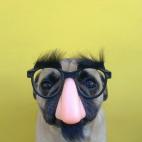 El carlino de Jeremy Veach con su disfaz.